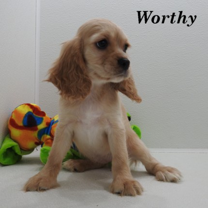 puppy, for, sale, Cockilear, Joe & Cherri  Overlease, dog, breeder, Miller, MO, dog-breeder, puppy-for-sale, forsale, nearby, find, puppyfind, locator, puppylocator, aca